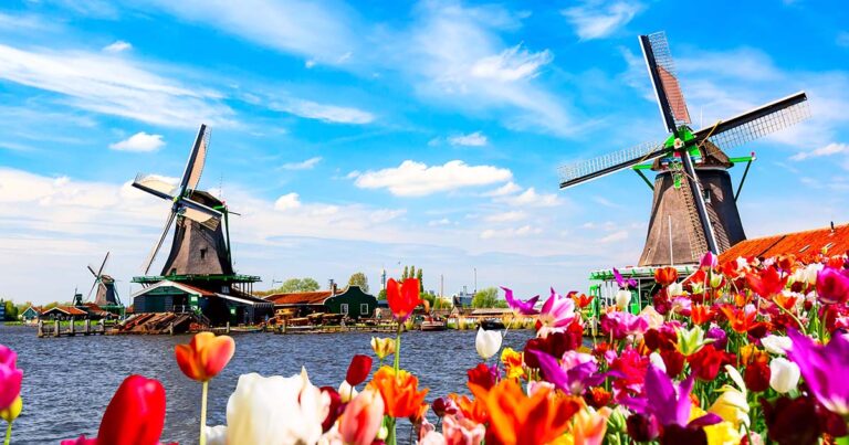 dutch-spring-landscape-blooming-colorful-tulips-flowerbed-against-river-windmills-zaanse-schans-village-netherlands