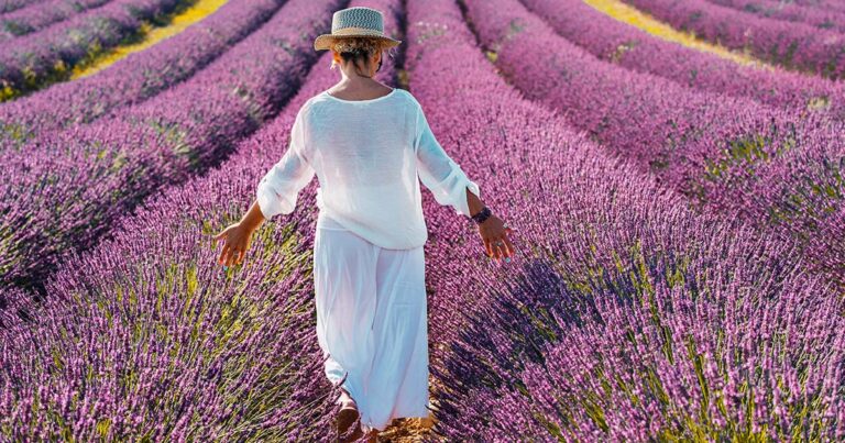 woman-with-white-clothes-hat-walking-lavender-violet-field-flowers-female-enjoy-scenic-travel-destination-outdoor-leisure-activity-traveler-people-beautiful-nature-summer-place-elegance